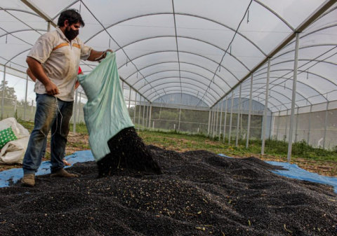 MST inaugura agroindústria de ponta no Paraná para beneficiar 40 toneladas de feijão por dia