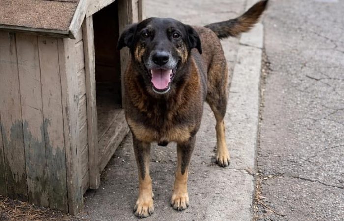 Muito mais do que a morte de um cão