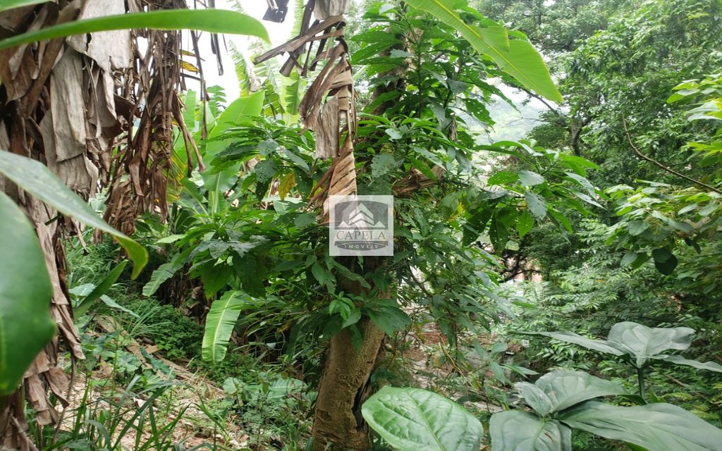 1324e923-11e3-4816-a622-a6225397734f-CAPELA TERRENO Tucuruvi 31412 TERRENO VENDA Tucuruvi, 318 m² 