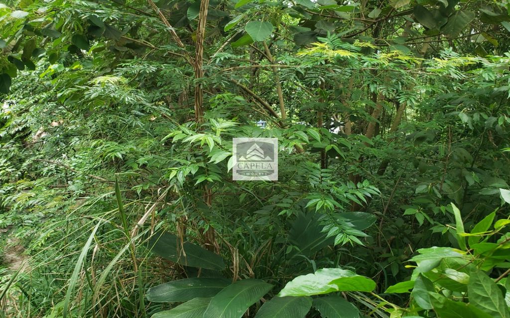 e364284c-b9b1-4566-86aa-f9061ce86b49-CAPELA TERRENO Tucuruvi 31416 TERRENO VENDA Tucuruvi, 318 m² 